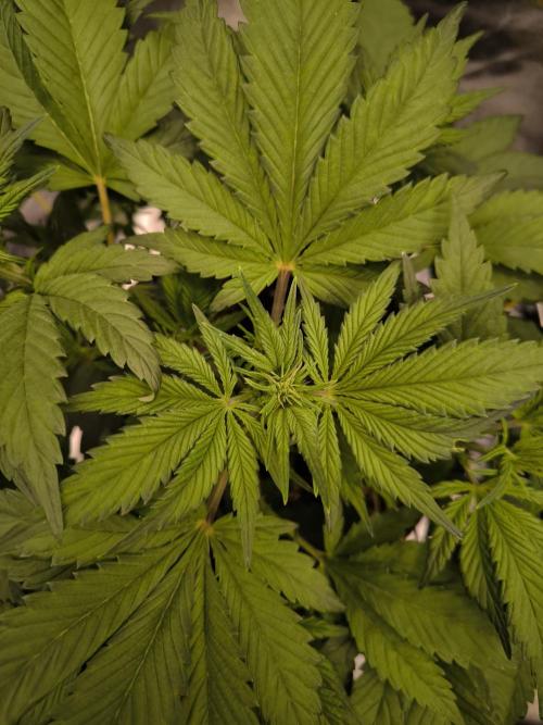 Fast Buds Banana Purple Punch RF3. Week 5