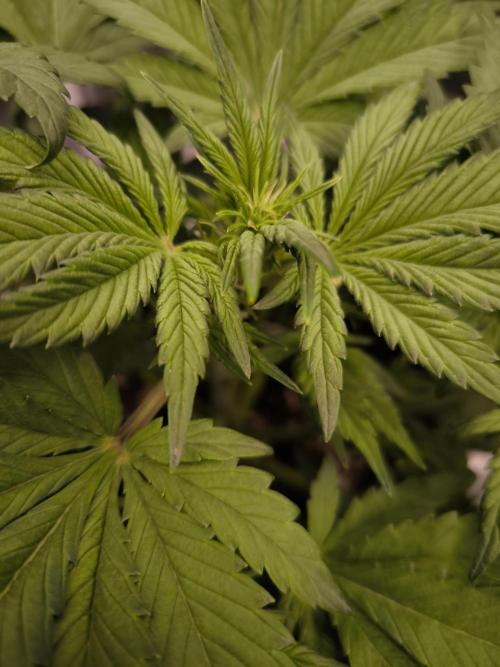 Fast Buds Banana Purple Punch RF3. Week 5