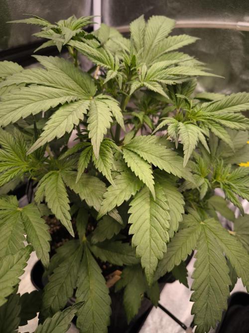 Fast Buds Banana Purple Punch RF3. Week 5