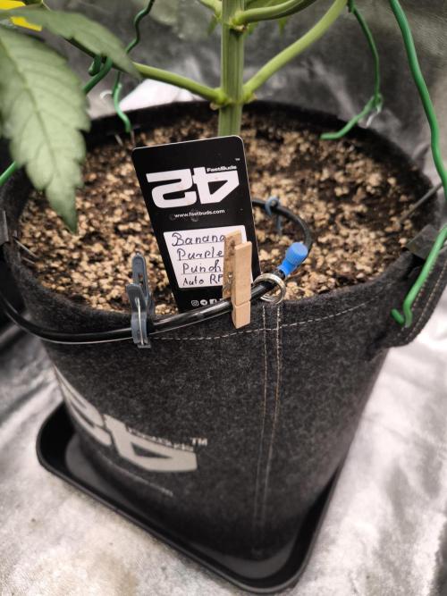 Fast Buds Banana Purple Punch RF3. Week 5