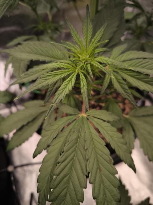 Fast Buds Banana Purple Punch RF3. Week 5