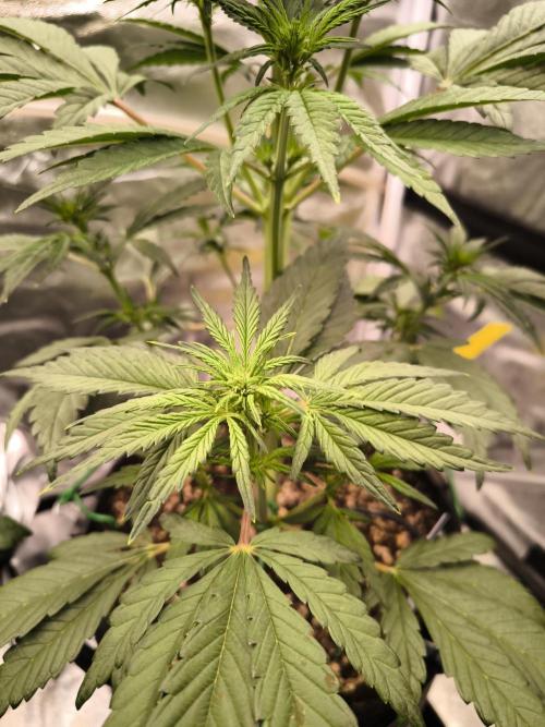 Fast Buds Banana Purple Punch RF3. Week 5