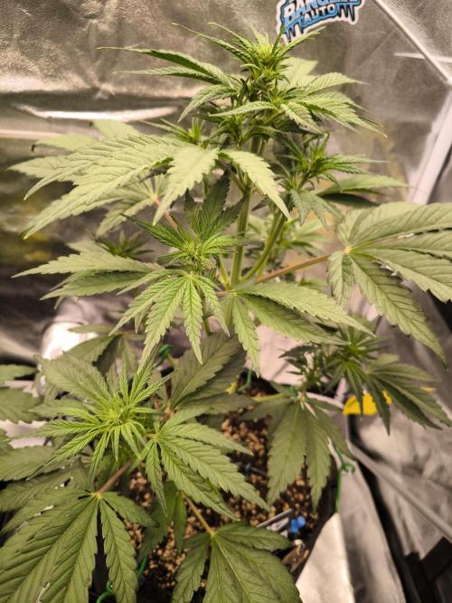 Fast Buds Banana Purple Punch RF3. Week 5