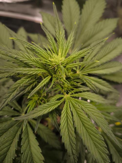 Fast Buds Banana Purple Punch RF3. Week 5