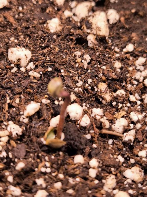 Eternity Grow Cup 2026. Week 0