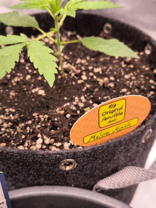 Sensible Part 2. Week 3