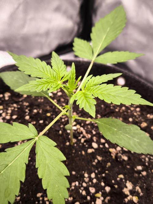 Sensible Part 2. Week 3