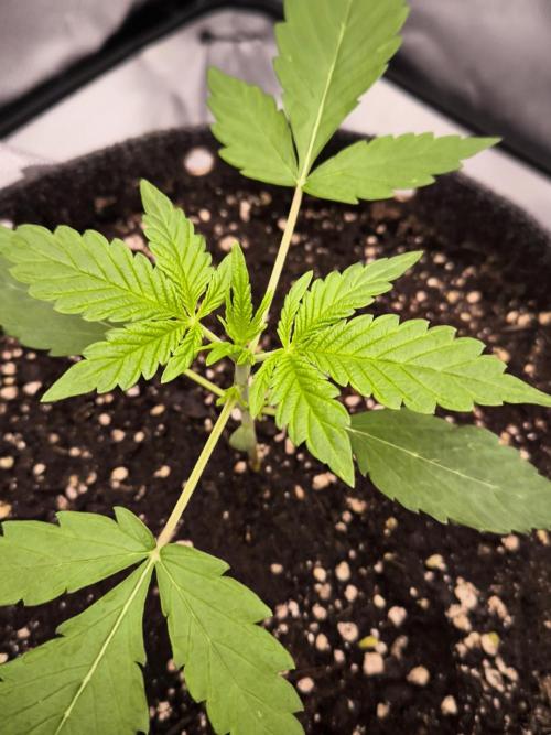 Sensible Part 2. Week 3