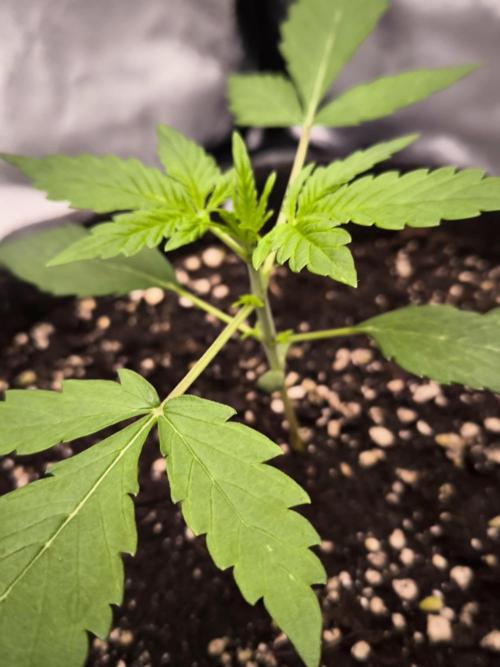 Sensible Part 2. Week 3