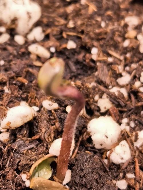 Eternity Grow Cup 2026. Week 1