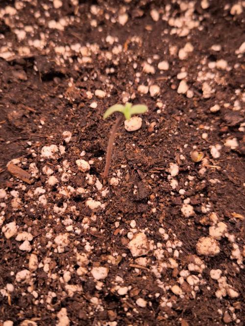 Eternity Grow Cup 2026. Week 1