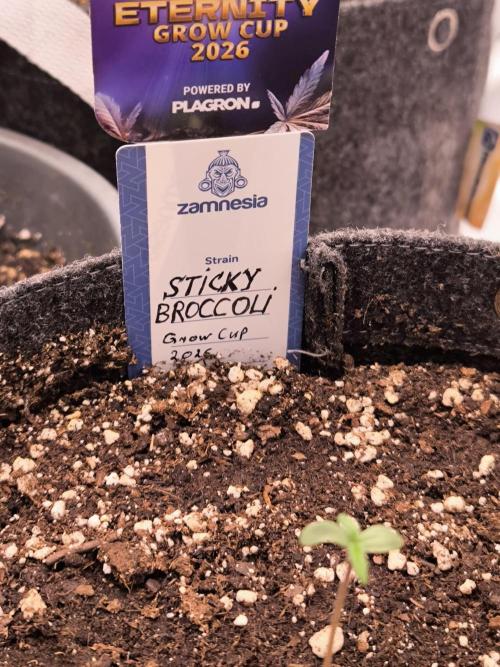 Eternity Grow Cup 2026. Week 1