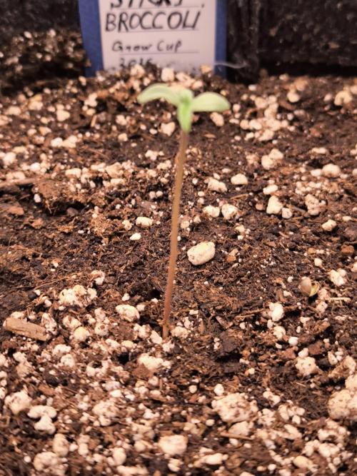 Eternity Grow Cup 2026. Week 1