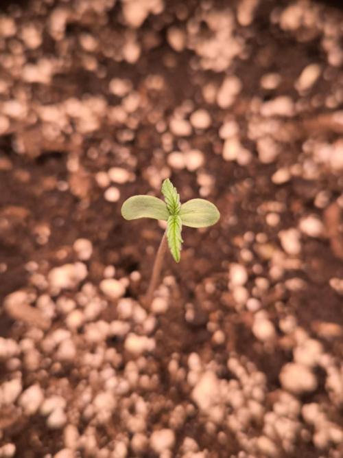 Eternity Grow Cup 2026. Week 1