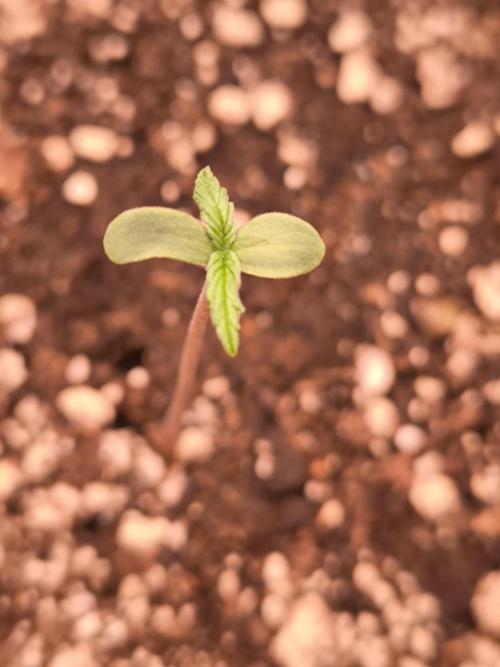 Eternity Grow Cup 2026. Week 1