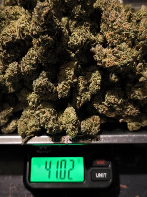 Dream Sherbet Auto. Week 12