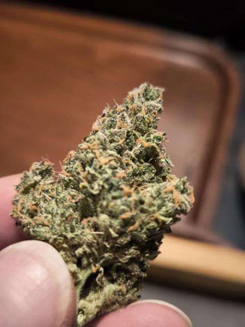 Dream Sherbet Auto. Week 12