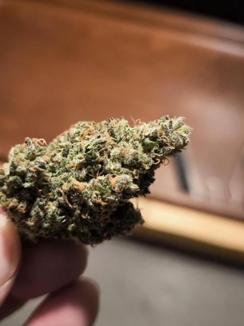 Dream Sherbet Auto. Week 12