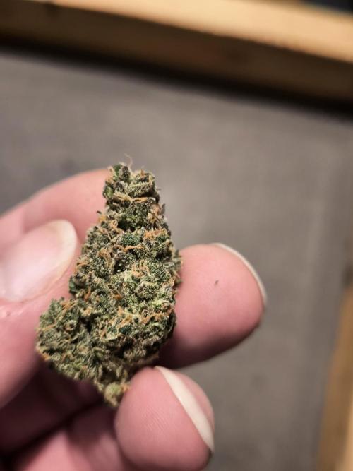 Dream Sherbet Auto. Week 12