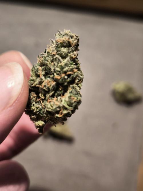 Dream Sherbet Auto. Week 12