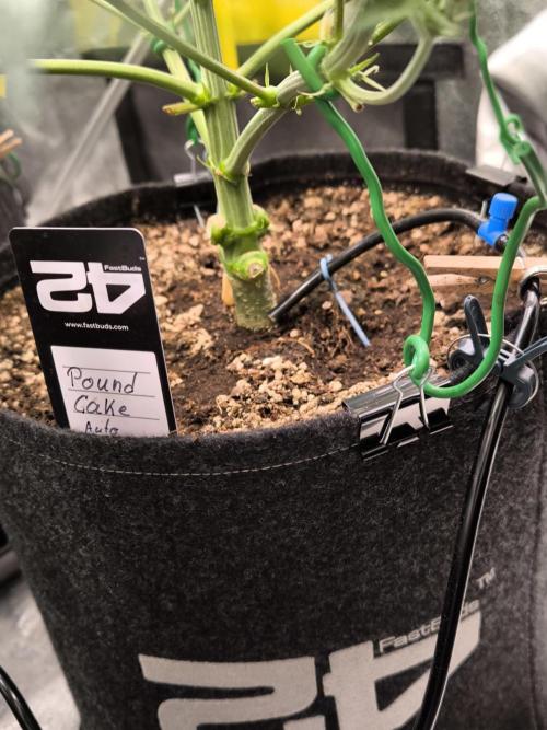 Fast Buds Pound Cake . Week 6