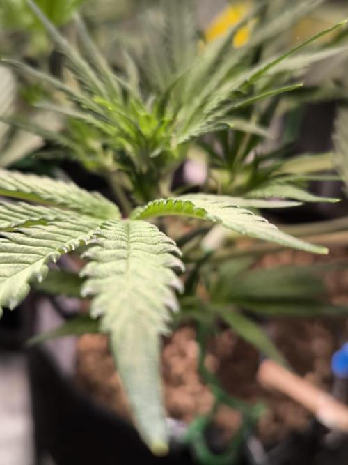 Fast Buds Pound Cake . Week 6