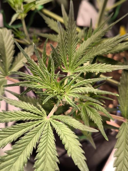 Fast Buds Pound Cake . Week 6