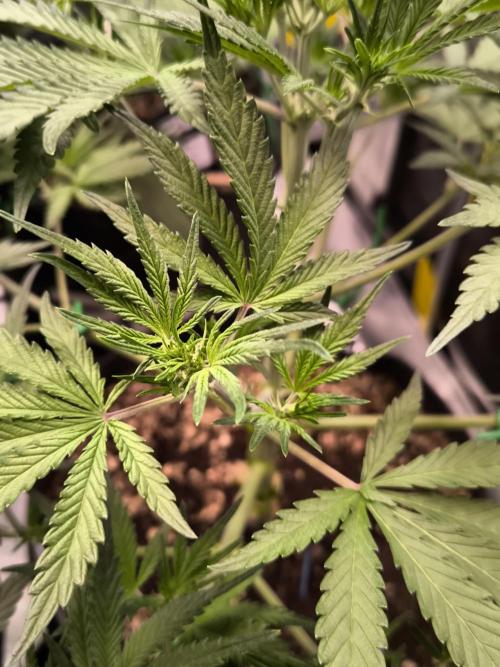 Fast Buds Pound Cake . Week 6