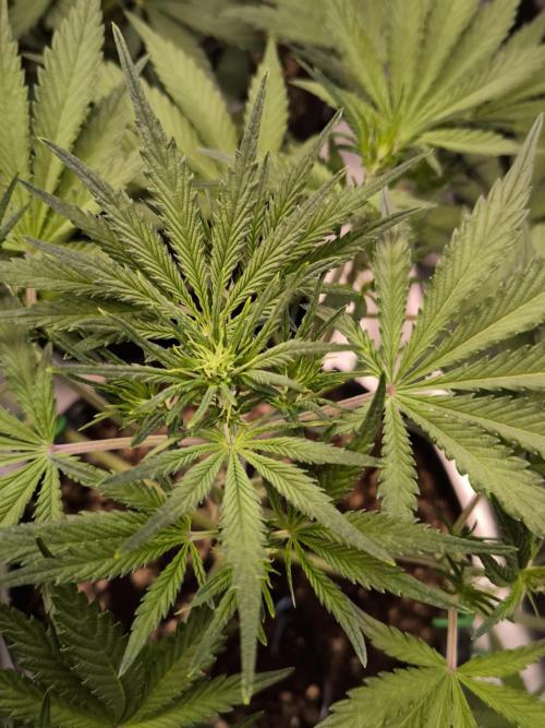 Fast Buds Pound Cake . Week 6