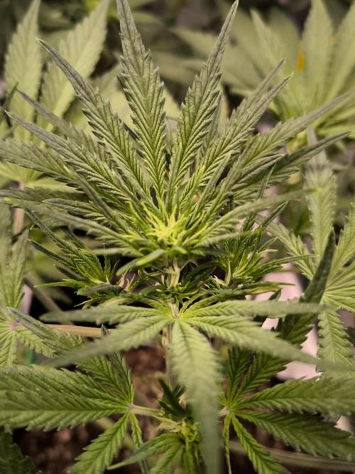 Fast Buds Pound Cake . Week 6