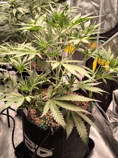 Fast Buds Pound Cake . Week 6