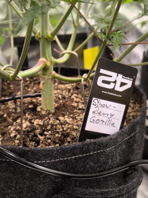 Fast Buds Strawberry Gorilla 🦍. Week 6