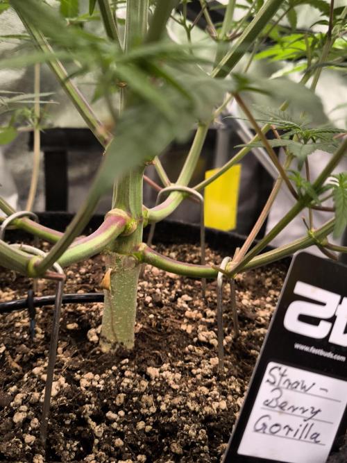 Fast Buds Strawberry Gorilla 🦍. Week 6