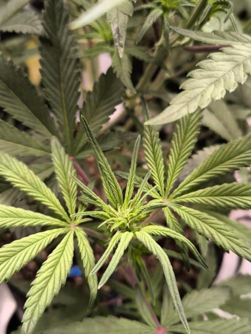 Fast Buds Strawberry Gorilla 🦍. Week 6