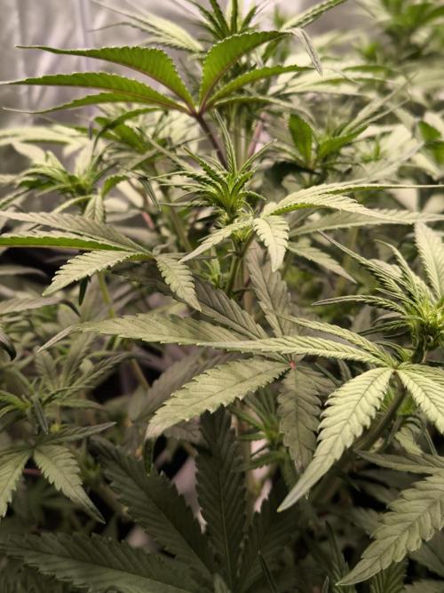 Fast Buds Strawberry Gorilla 🦍. Week 6