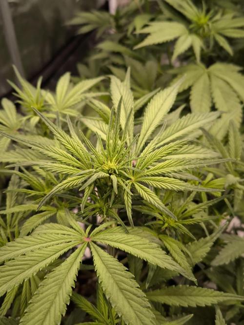 Fast Buds Strawberry Gorilla 🦍. Week 6