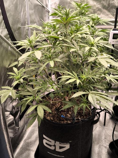 Fast Buds Strawberry Gorilla 🦍. Week 6