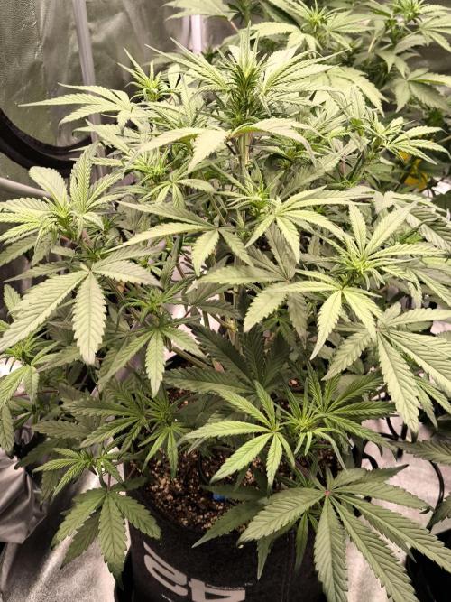 Fast Buds Strawberry Gorilla 🦍. Week 6