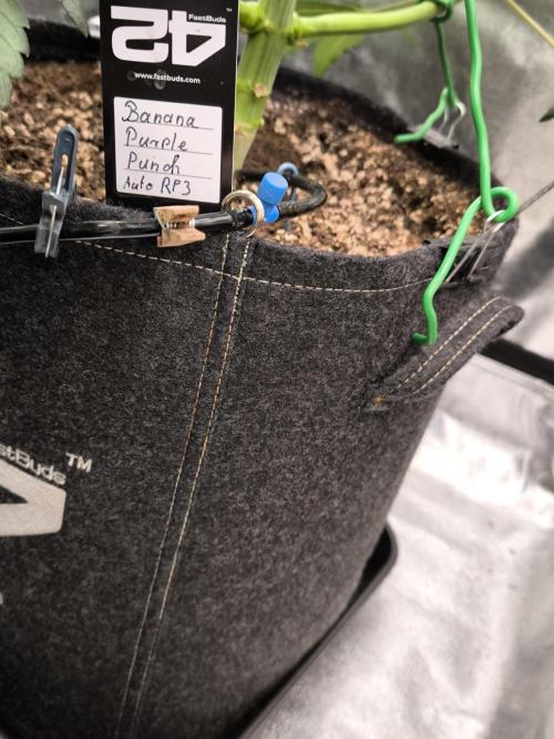 Fast Buds Banana Purple Punch RF3. Week 6