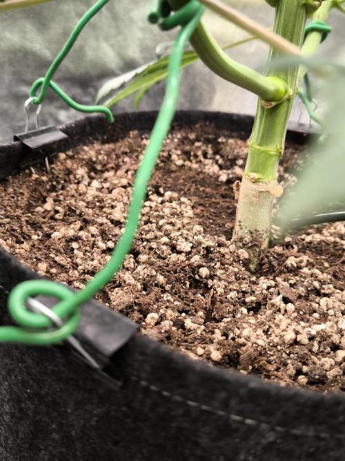 Fast Buds Banana Purple Punch RF3. Week 6