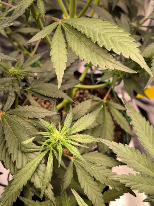 Fast Buds Banana Purple Punch RF3. Week 6