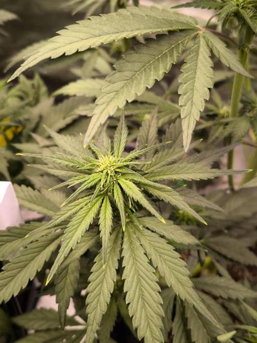 Fast Buds Banana Purple Punch RF3. Week 6