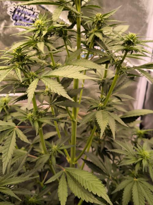 Fast Buds Banana Purple Punch RF3. Week 6