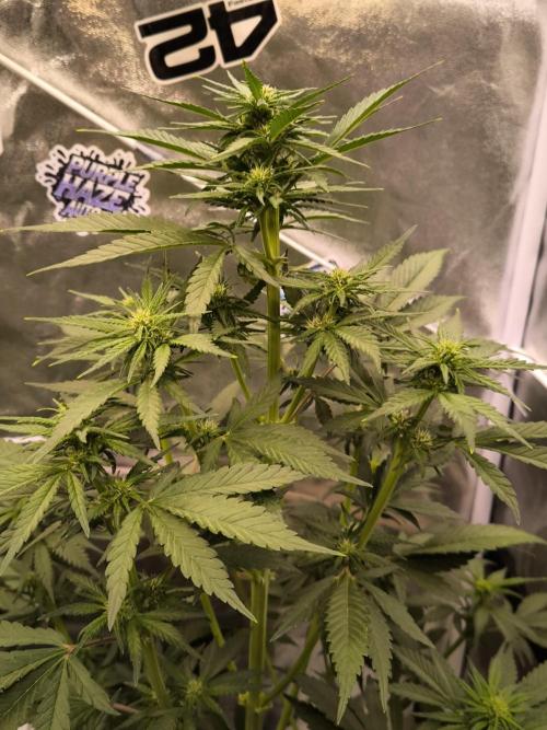 Fast Buds Banana Purple Punch RF3. Week 6