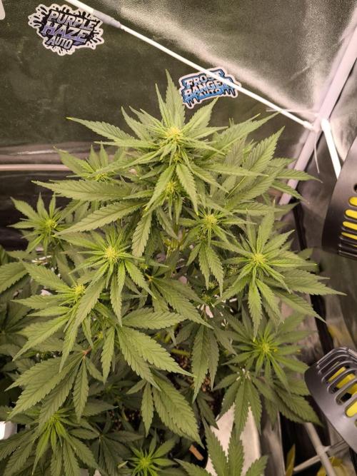 Fast Buds Banana Purple Punch RF3. Week 6