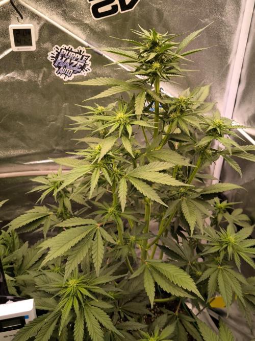 Fast Buds Banana Purple Punch RF3. Week 6
