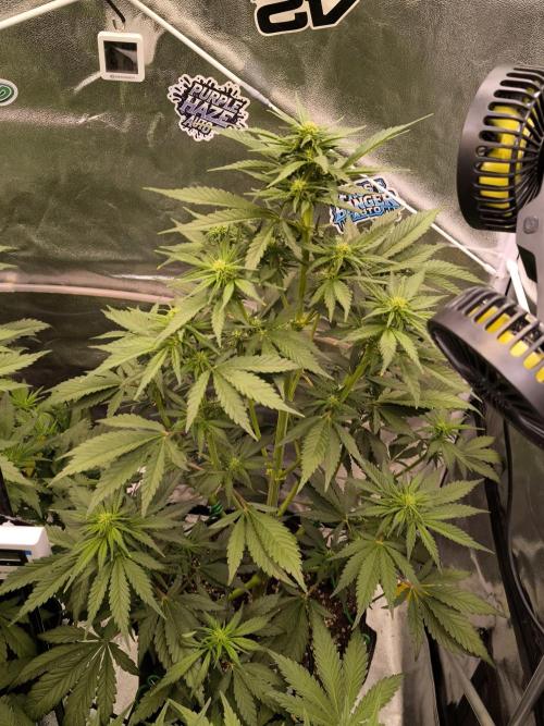 Fast Buds Banana Purple Punch RF3. Week 6