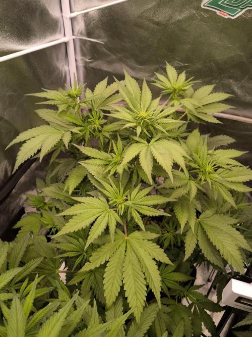 Fast Buds Banana Purple Punch RF3. Week 6