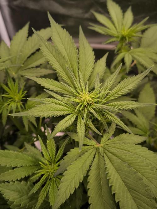 Fast Buds Banana Purple Punch RF3. Week 6