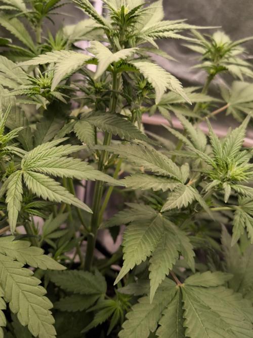 Fast Buds Banana Purple Punch RF3. Week 6